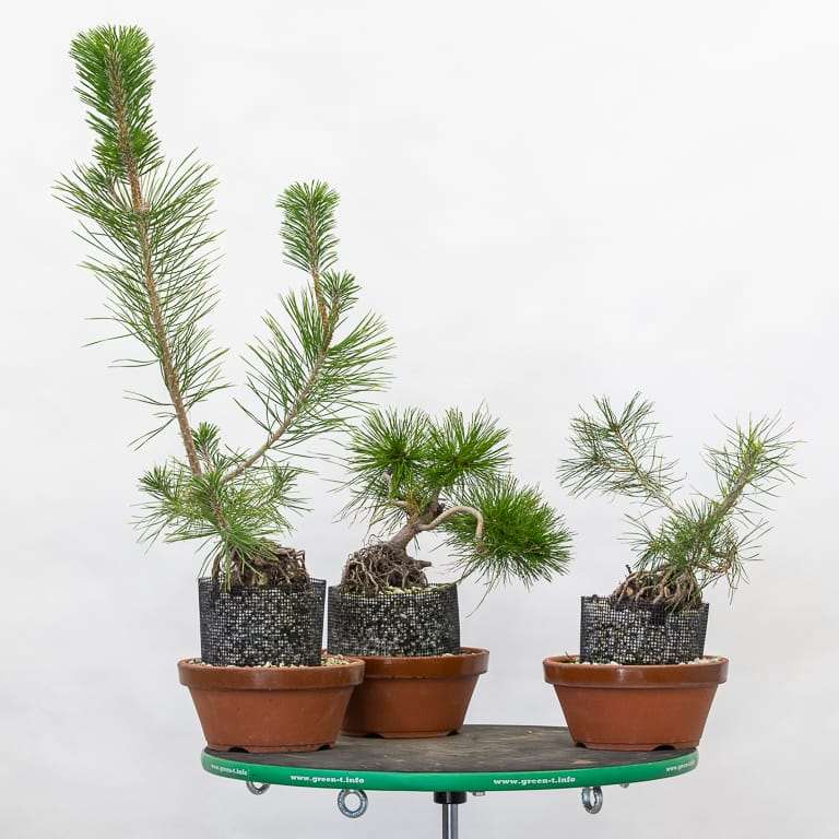 图解 红松盆景怎么八月修剪的8个步骤