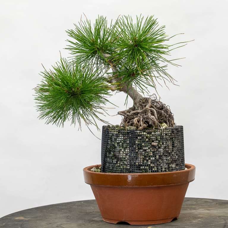 图解 红松盆景怎么八月修剪的8个步骤