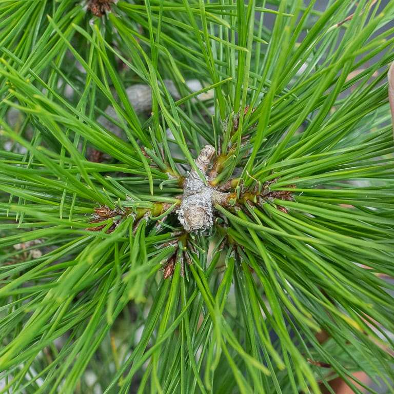 图解 红松盆景怎么八月修剪的8个步骤