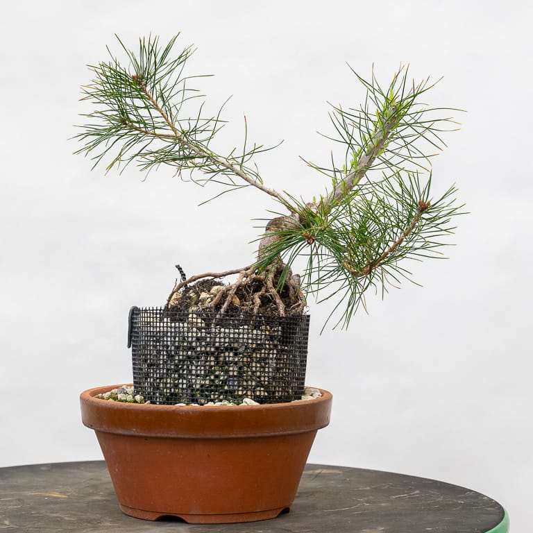 图解 红松盆景怎么八月修剪的8个步骤