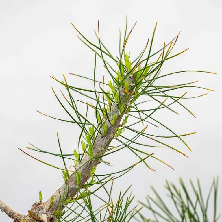 图解 红松盆景怎么八月修剪的8个步骤