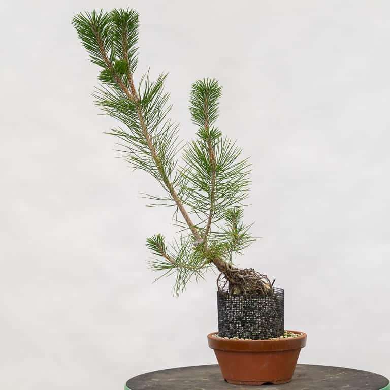 图解 红松盆景怎么八月修剪的8个步骤