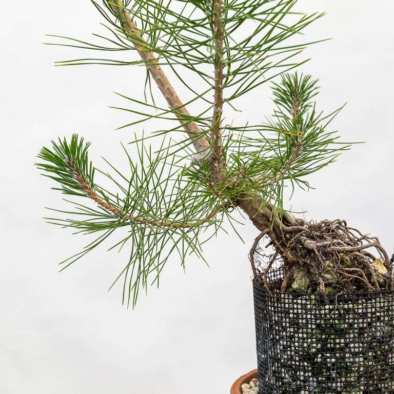 图解 红松盆景怎么八月修剪的8个步骤