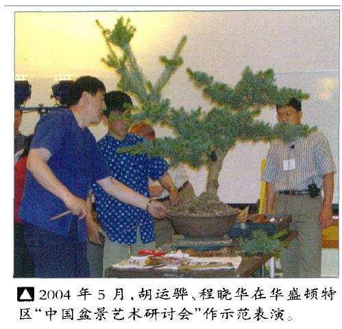 为什么中国盆景实物出国参展逐渐减少