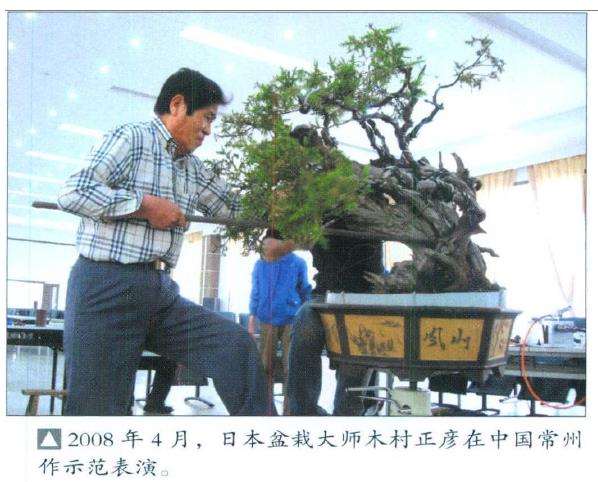 为什么中国盆景实物出国参展逐渐减少