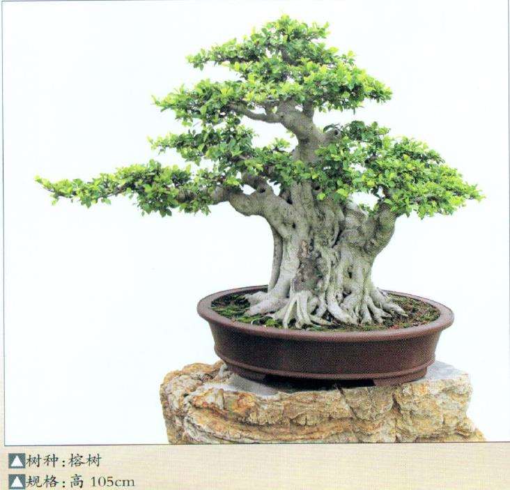 晋江榕树盆景园