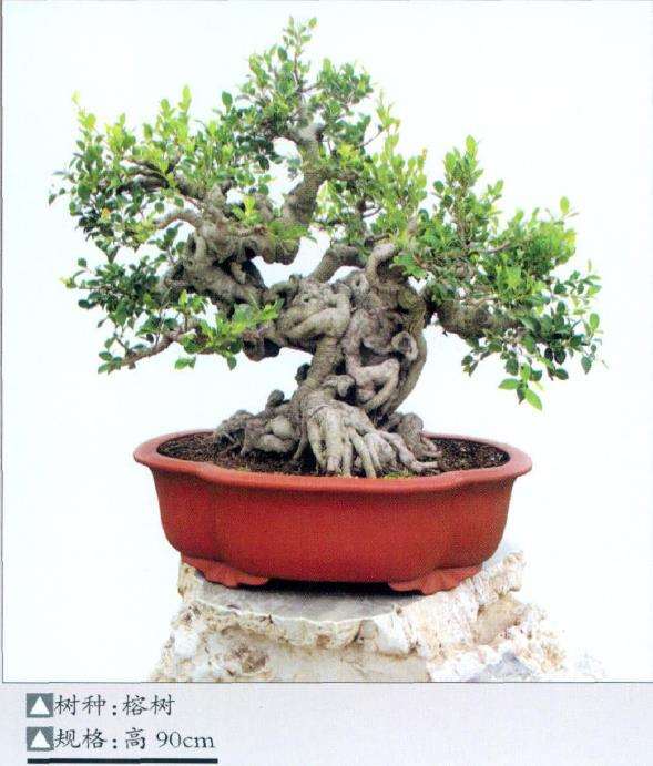 晋江榕树盆景园