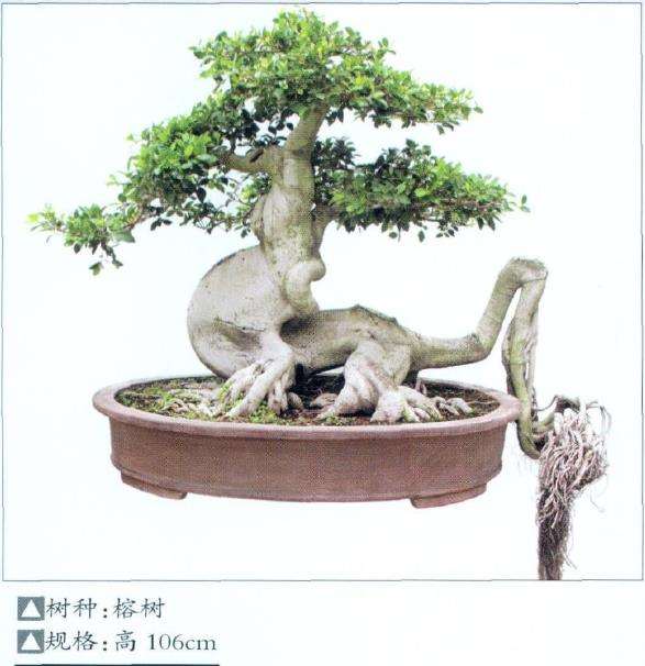 晋江榕树盆景园