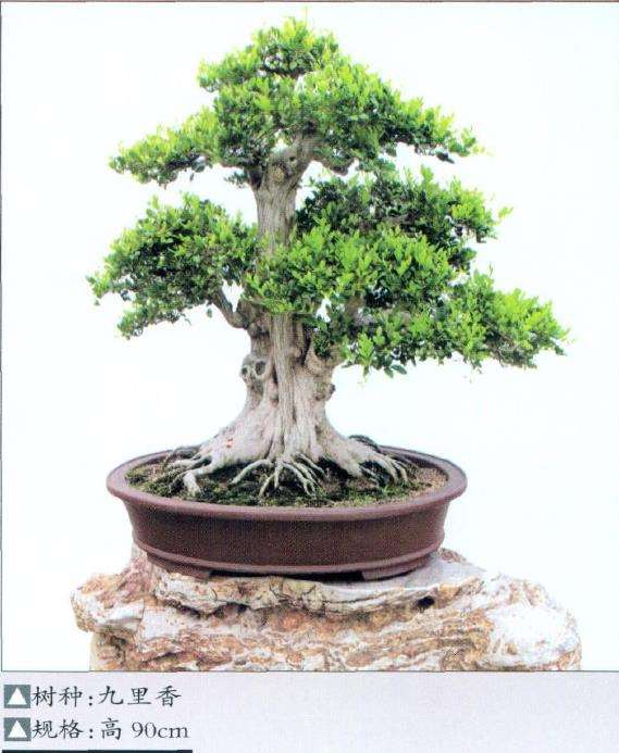 晋江榕树盆景园