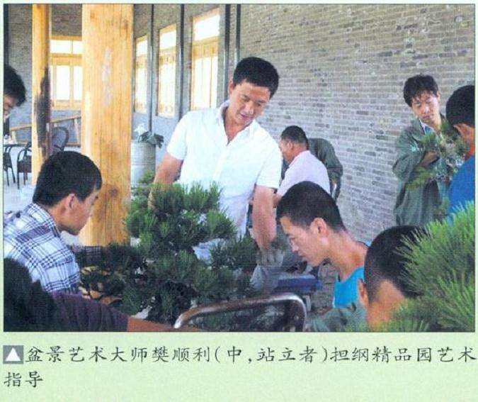 樊顺利来唐苑指导盆景创作的过程 图片