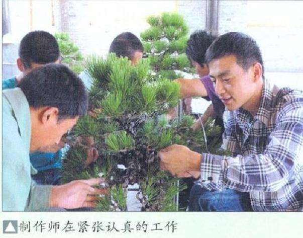 樊顺利来唐苑指导盆景创作的过程 图片
