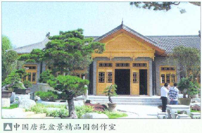 樊顺利来唐苑指导盆景创作的过程 图片