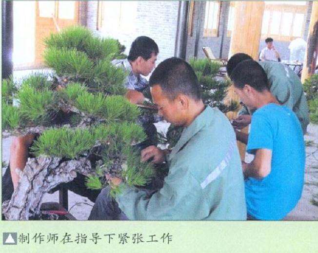 樊顺利来唐苑指导盆景创作的过程 图片