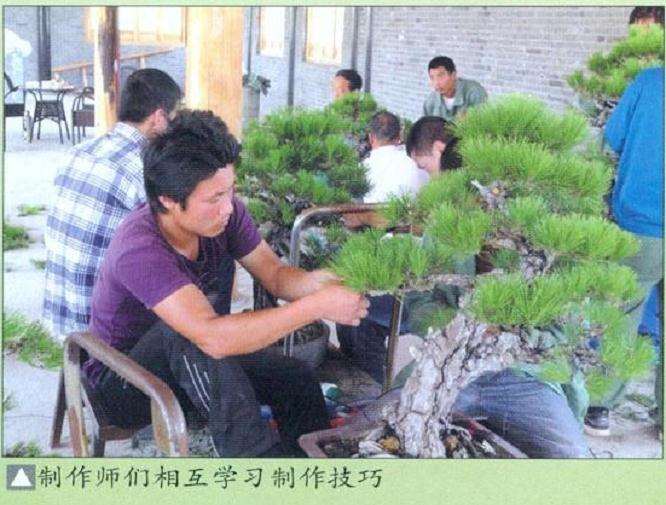 樊顺利来唐苑指导盆景创作的过程 图片