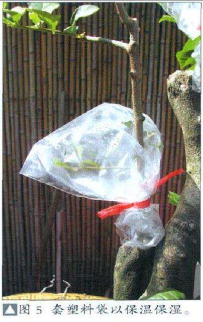盆景怎么嫁接
