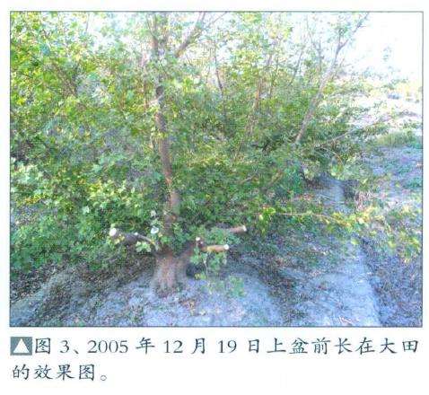 三角枫盆景培育