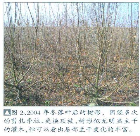 三角枫盆景培育