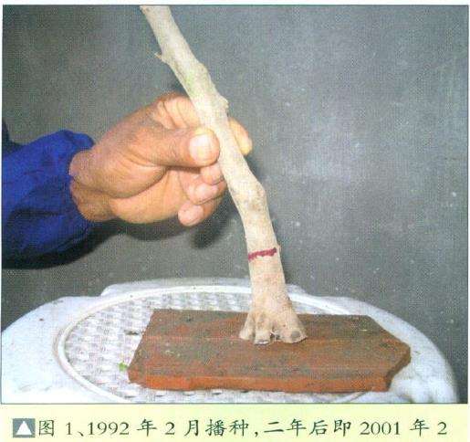 三角枫盆景培育