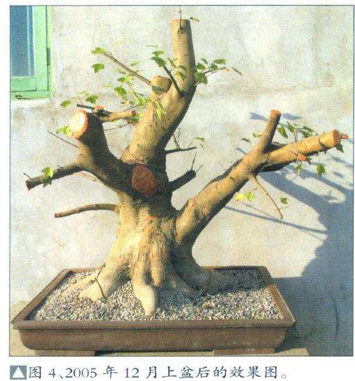 三角枫盆景培育