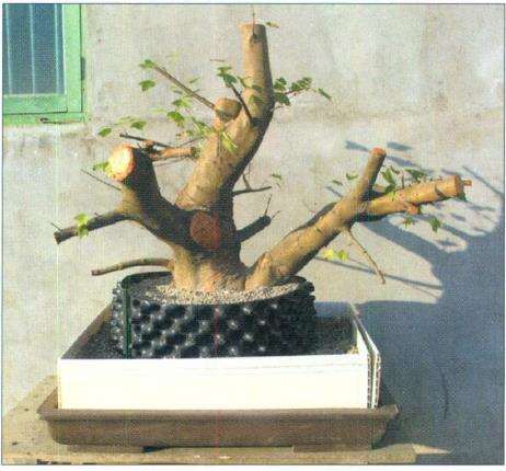 三角枫盆景培育