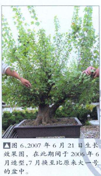 三角枫盆景培育