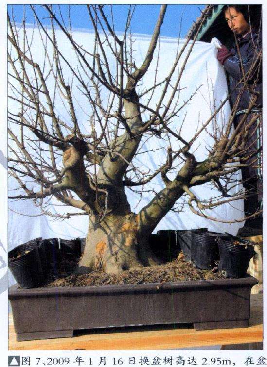 三角枫盆景培育