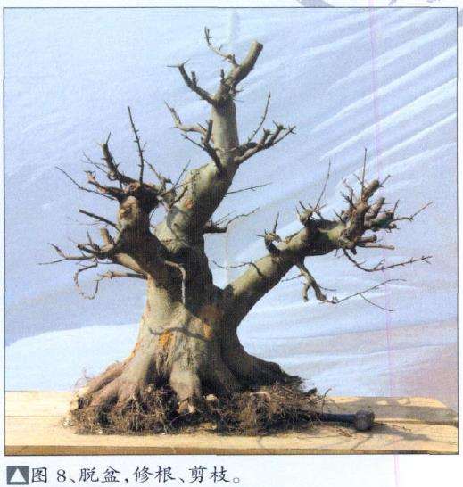 三角枫盆景培育