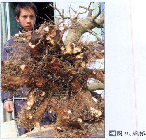 三角枫盆景培育