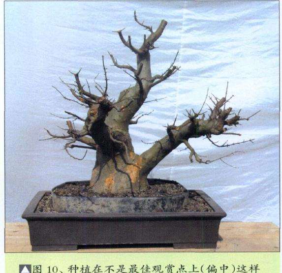 三角枫盆景培育