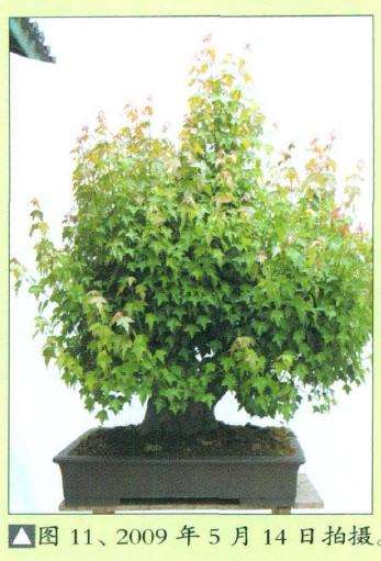 三角枫盆景培育