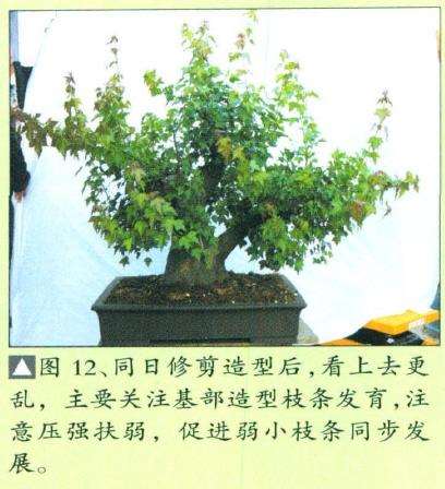 三角枫盆景培育