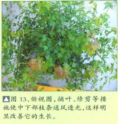 三角枫盆景培育