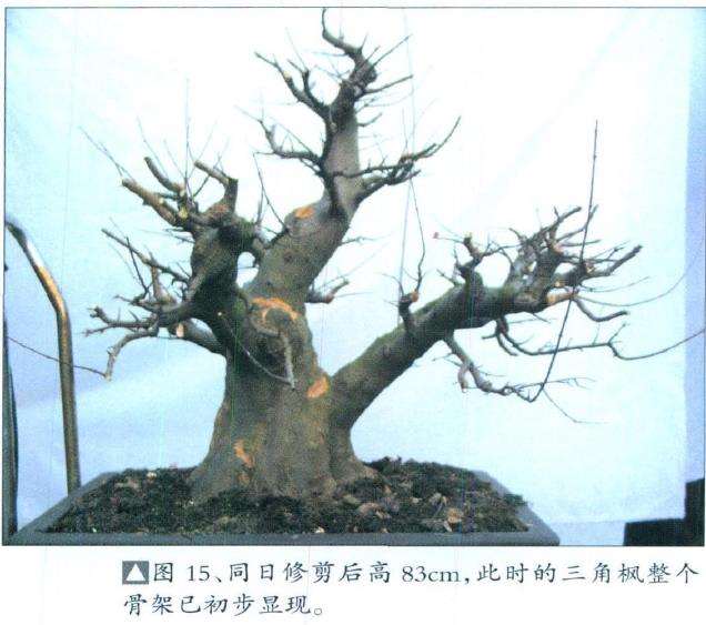 三角枫盆景培育