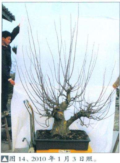 三角枫盆景培育