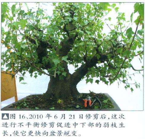 三角枫盆景培育