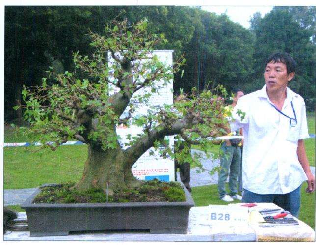 三角枫盆景培育