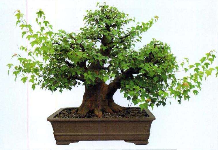 三角枫盆景培育