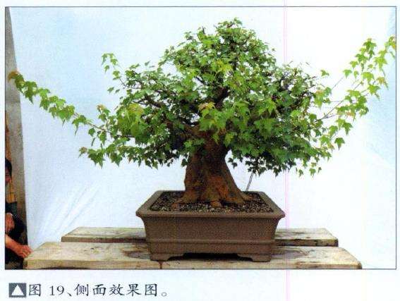 三角枫盆景培育