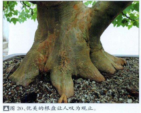 三角枫盆景培育