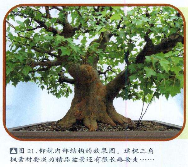 三角枫盆景培育