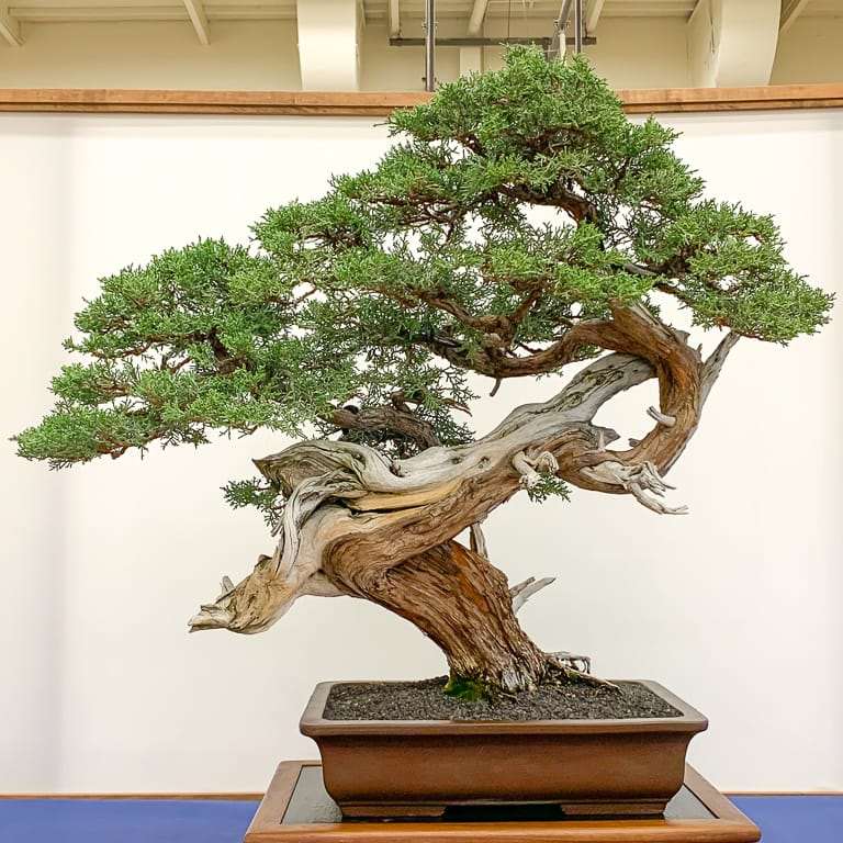 加州第48届盆景年度展览 图片