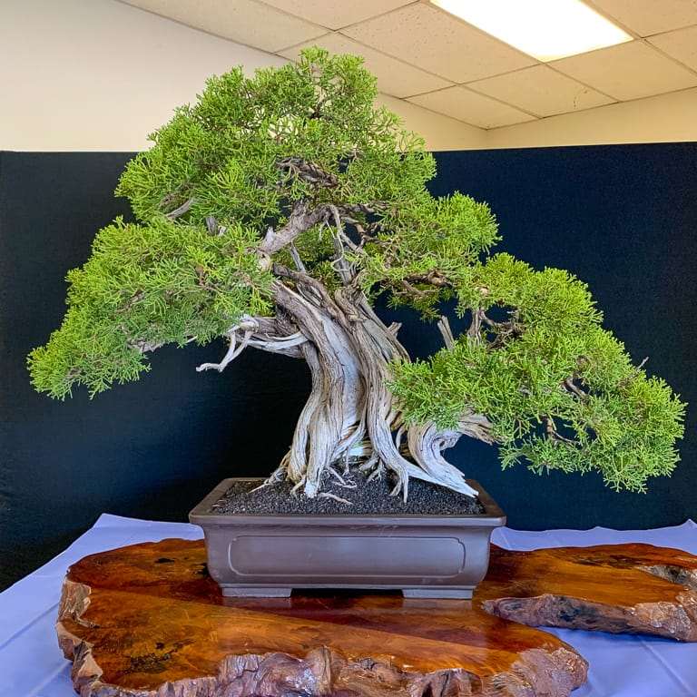 加州第48届盆景年度展览 图片