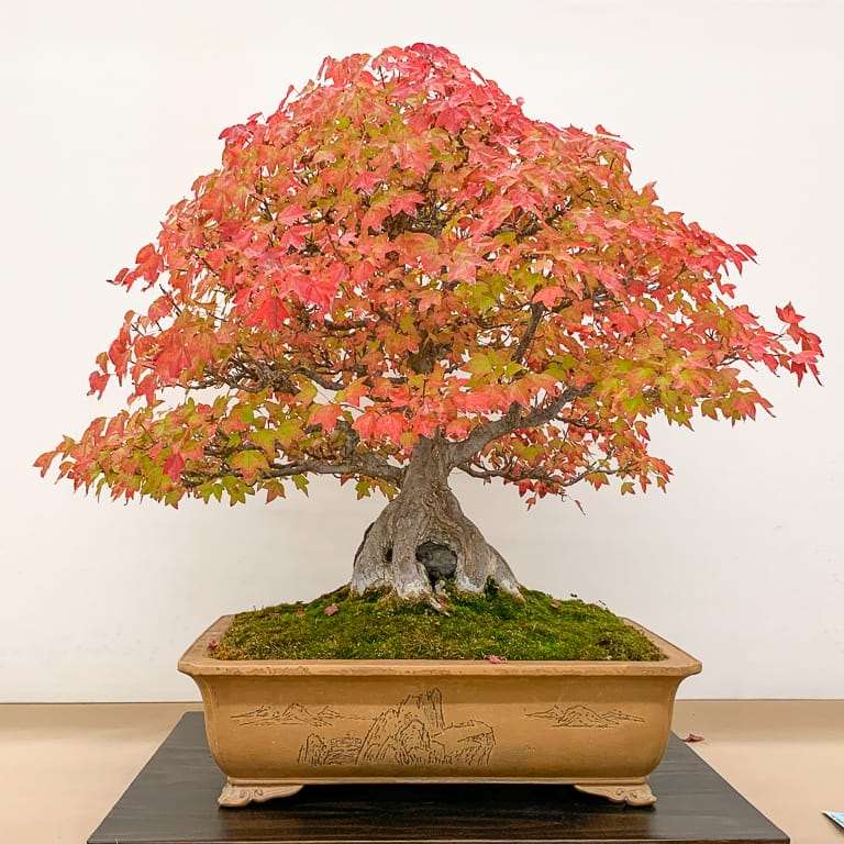 加州第48届盆景年度展览 图片