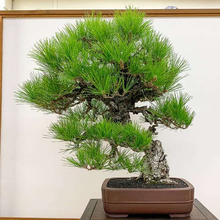 加州第48届盆景年度展览 图片