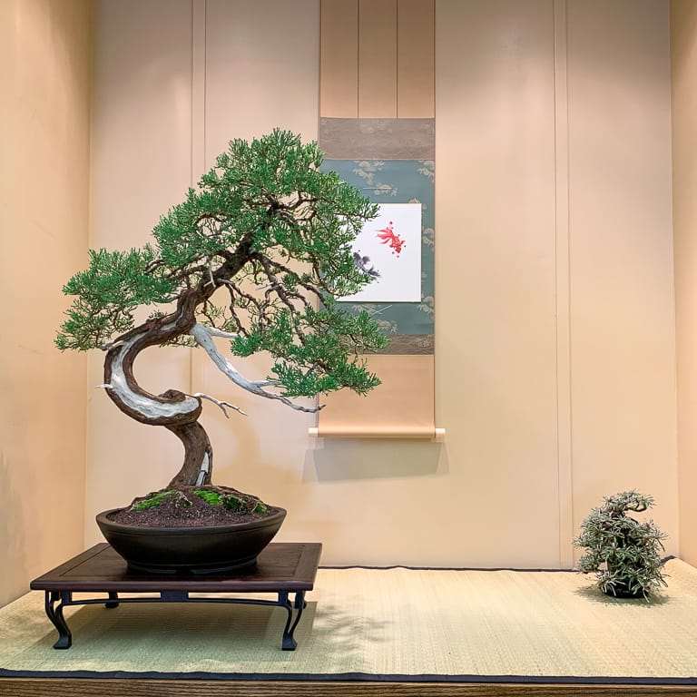 加州第48届盆景年度展览 图片