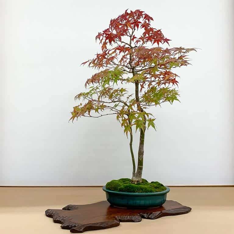 加州第48届盆景年度展览 图片