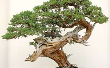 加州第48届盆景年度展览 图片