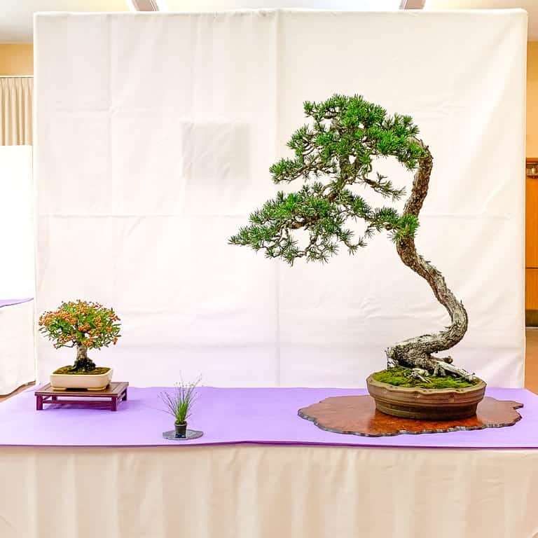 加州第58届盆景年度展览 图片