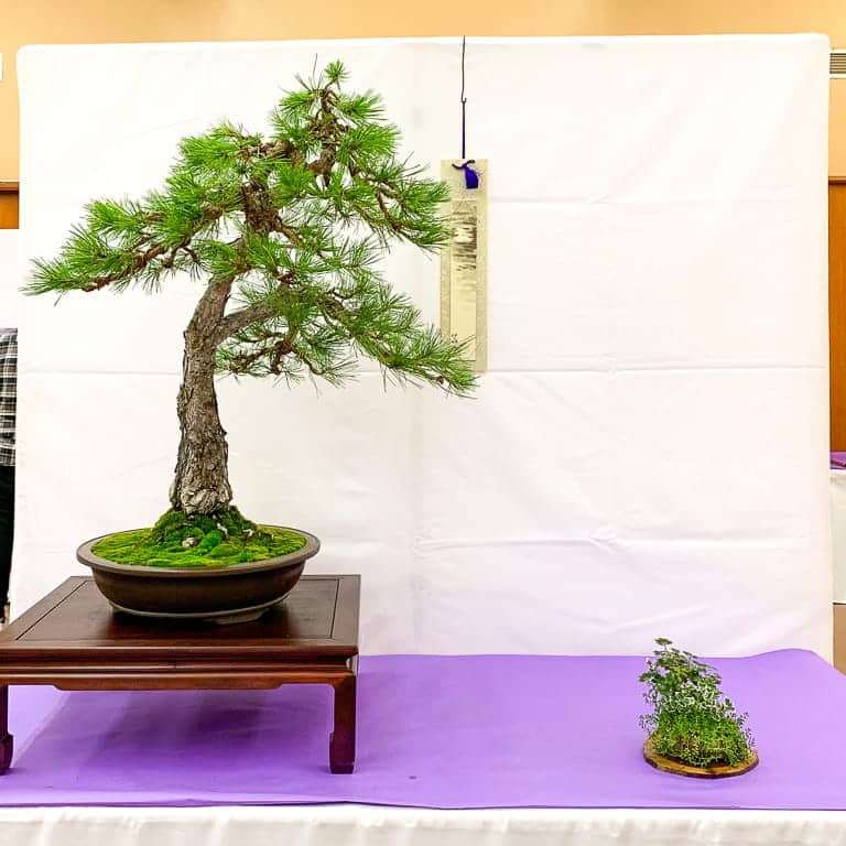 加州第58届盆景年度展览 图片