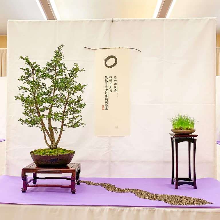 加州第58届盆景年度展览 图片